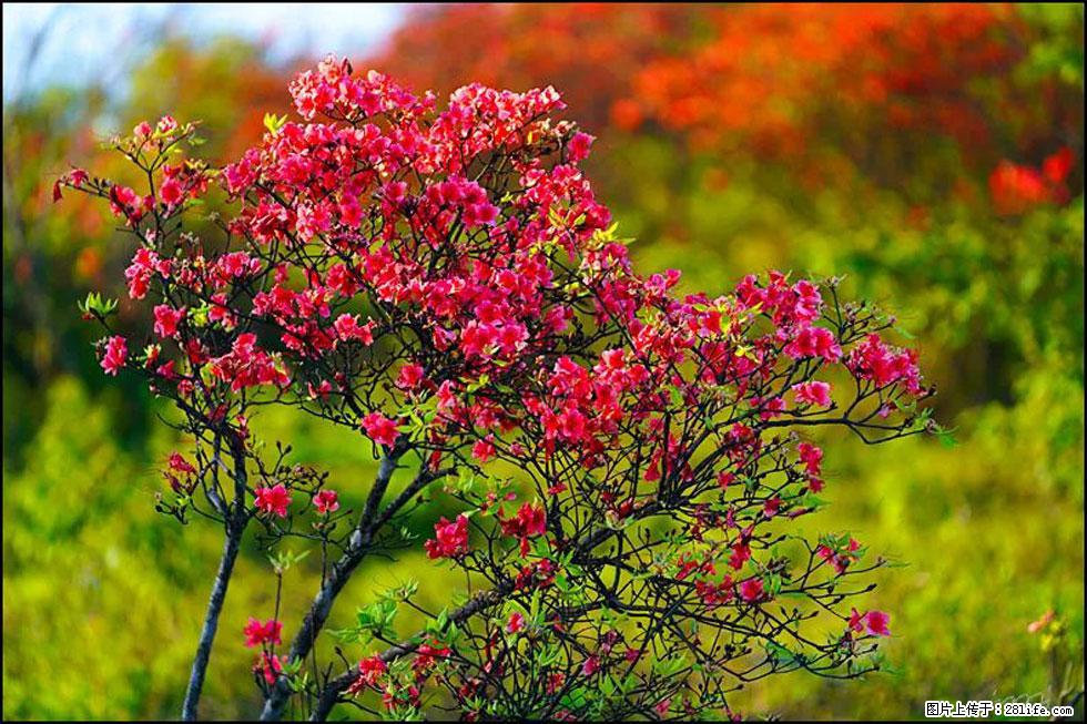 【春天，广西桂林灌阳县向您发出邀请！】春木界上映山红 - 游山玩水 - 潮州生活社区 - 潮州28生活网 chaozhou.28life.com