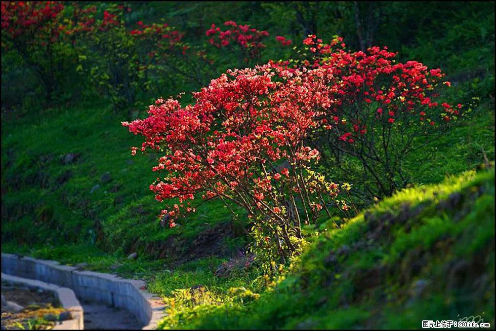 【春天，广西桂林灌阳县向您发出邀请！】春木界上映山红 - 游山玩水 - 潮州生活社区 - 潮州28生活网 chaozhou.28life.com