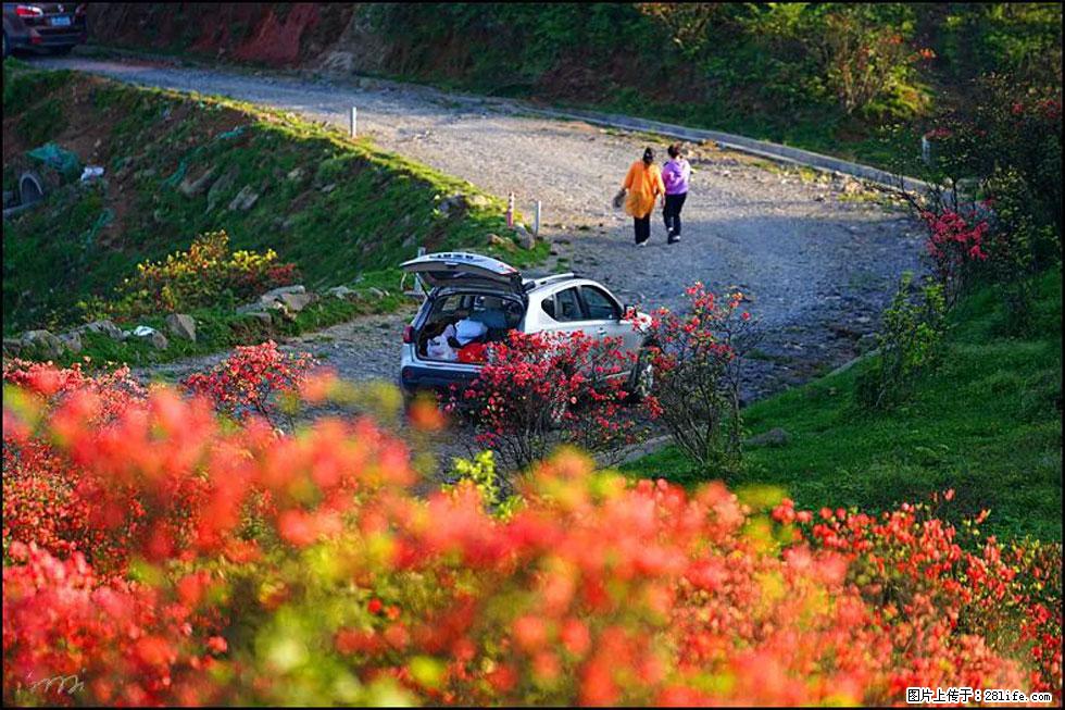 【春天，广西桂林灌阳县向您发出邀请！】春木界上映山红 - 游山玩水 - 潮州生活社区 - 潮州28生活网 chaozhou.28life.com