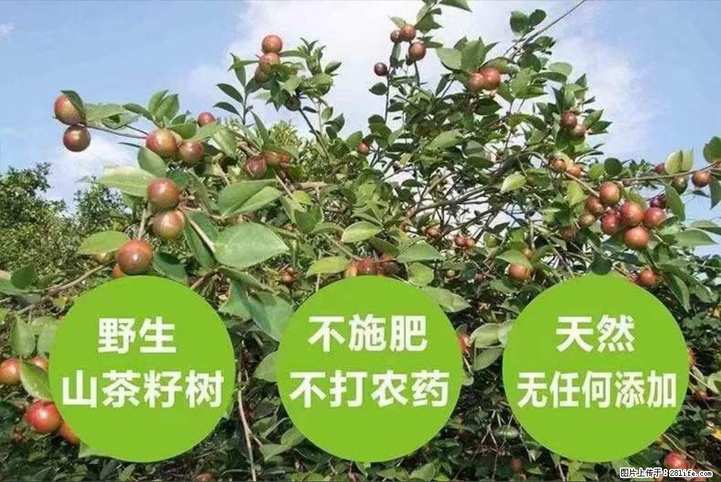 【灌阳县油茶产业示范区】一个有着充实的精神生活的人,对待身外之物自会有一种淡泊的态度 - 土特产 - 饮食特产 - 潮州分类信息 - 潮州28生活网 chaozhou.28life.com