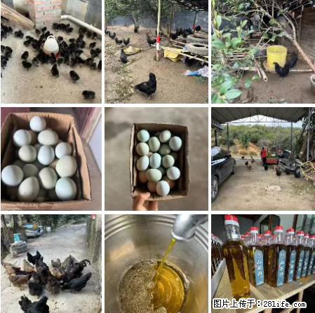 油茶园从小鸡仔开始养起的纯土鸡、土鸡蛋可以预定啦！还有前几天刚榨的纯山茶油哦 - 美食天地 - 潮州生活社区 - 潮州28生活网 chaozhou.28life.com