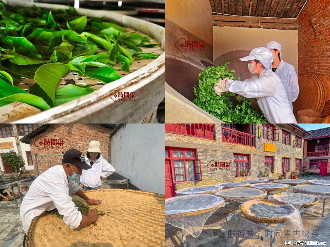 时间果百年古树龙珠普洱生茶 - 购物交流 - 潮州生活社区 - 潮州28生活网 chaozhou.28life.com