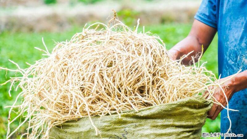 堪称“最难吃”的蔬菜,却是 “抗辐射神器”,还能护肺、清热、止咳化痰! - 潮州生活资讯 - 潮州28生活网 chaozhou.28life.com