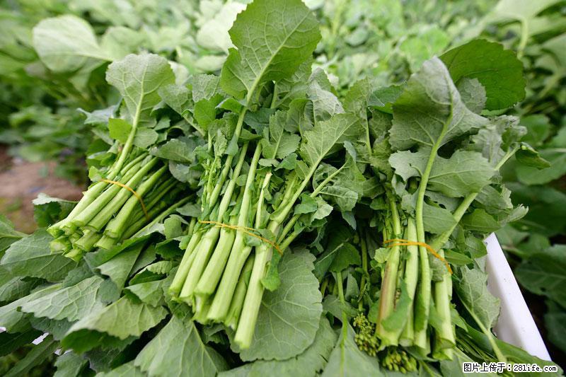 这些蔬菜是“天然钙片”，这6种被医生重点推荐 - 潮州生活资讯 - 潮州28生活网 chaozhou.28life.com